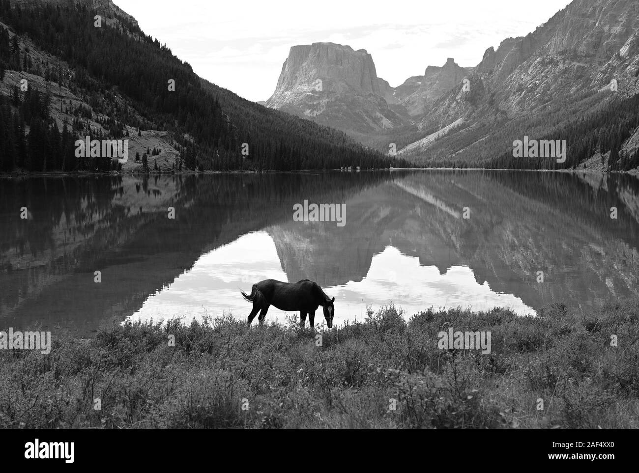 Un cavallo sfiora a Green River laghi di montagna Squaretop nel vento fiumi, Wyoming. Foto Stock