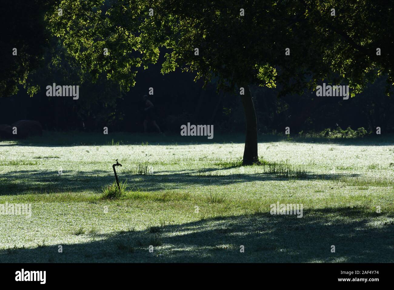 La mattina presto coperto di rugiada erba nel parco Foto Stock
