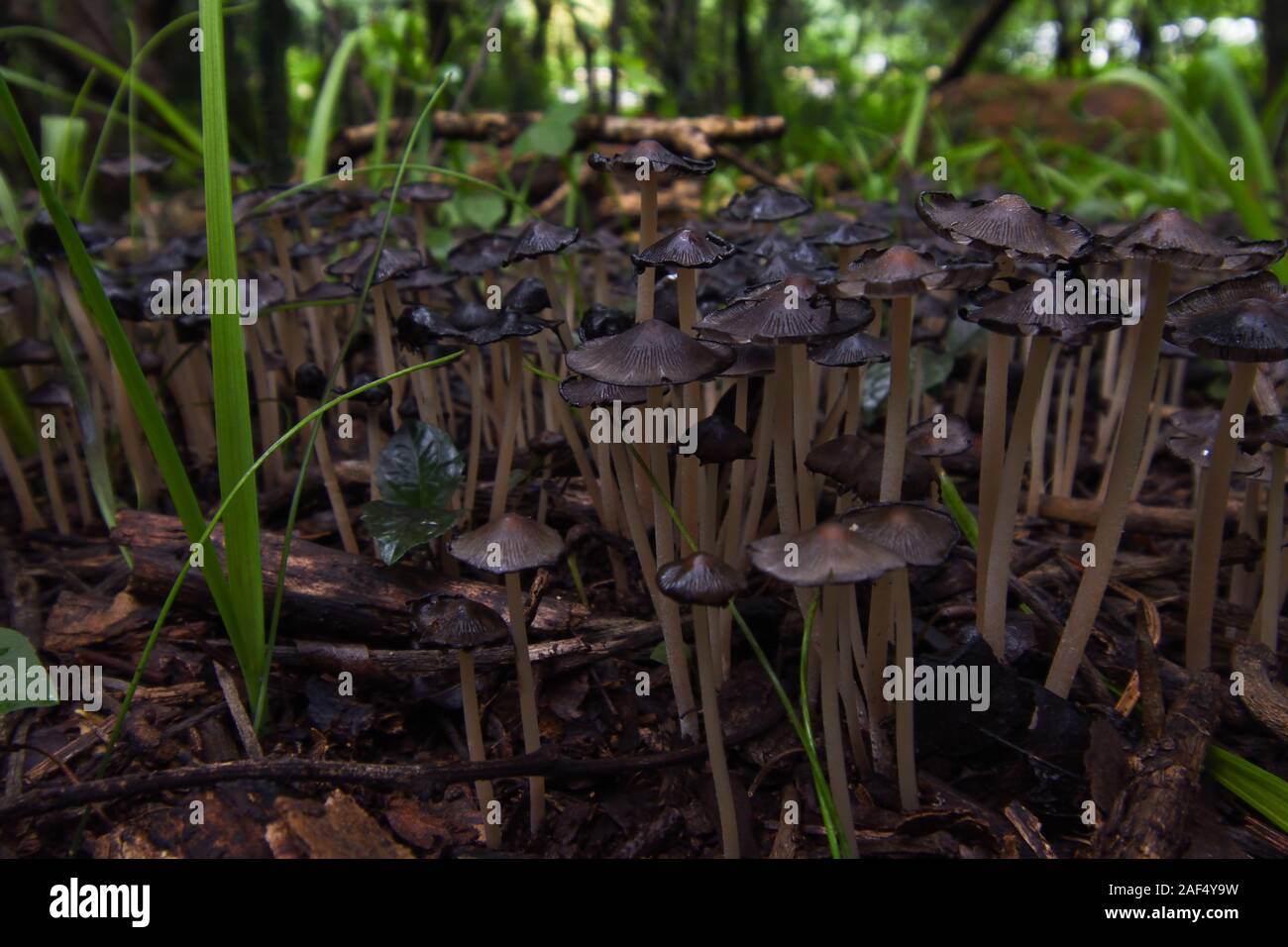 Inchiostro comune PAC Patch di funghi in una foresta (Coprinopsis atramentaria) Foto Stock