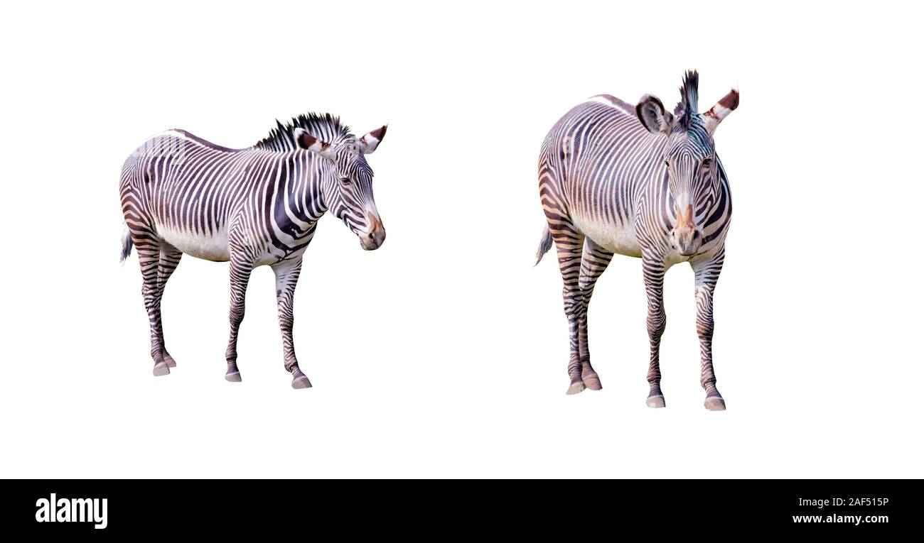 Set di close up foto di Chapman's zebre isolato su uno sfondo bianco, Equus quagga chapmani. Si tratta di sottospecie di pianura zebra. Essi sono Foto Stock