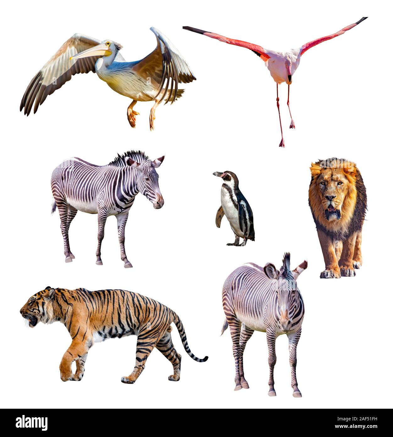 Set di animali africani isolati su sfondo bianco. È la raccolta di foto di fauna selvatica, Foto Stock