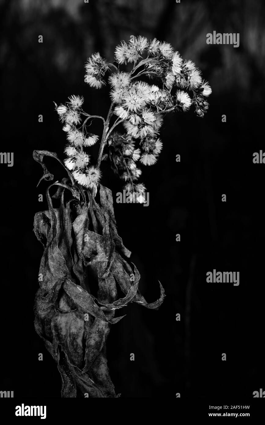 Impianto a secco con fiore Foto Stock