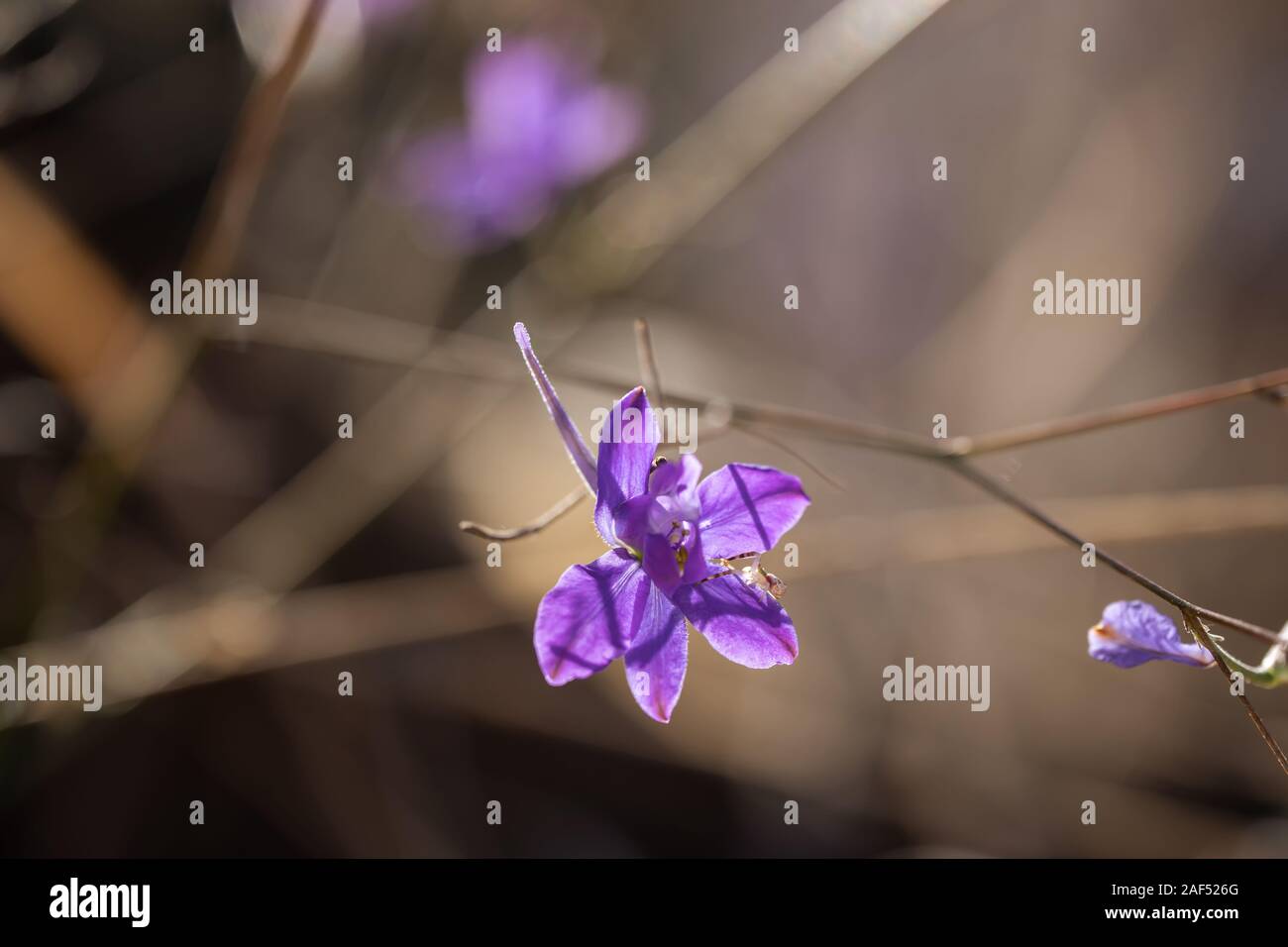 Fiori di prato in una giornata di sole. Foto Stock