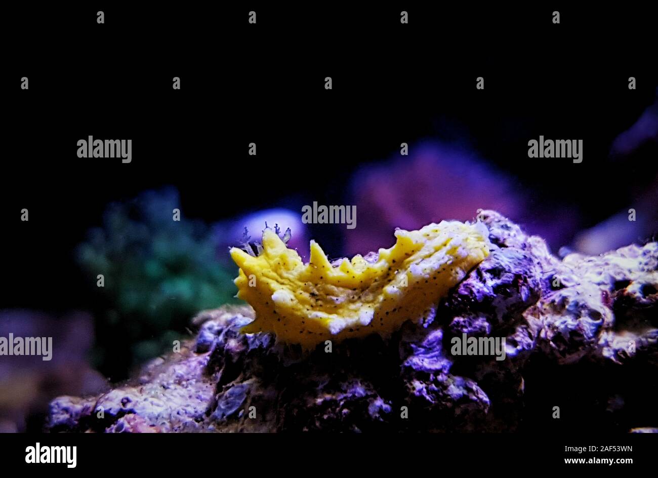 Giallo mare piccolo cetriolo - Colochirus robustus Foto Stock