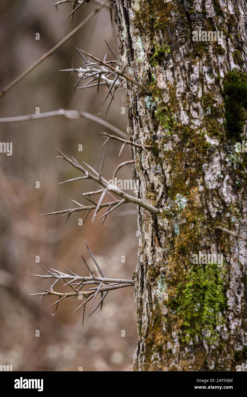 Montgomery County, New York, Stati Uniti d'America: Gleditsia triacanthos aka miele locust, è un decisuoustree con corteccia spinosa. Si tratta di legname è utilizzato per la copertura di posti. Foto Stock