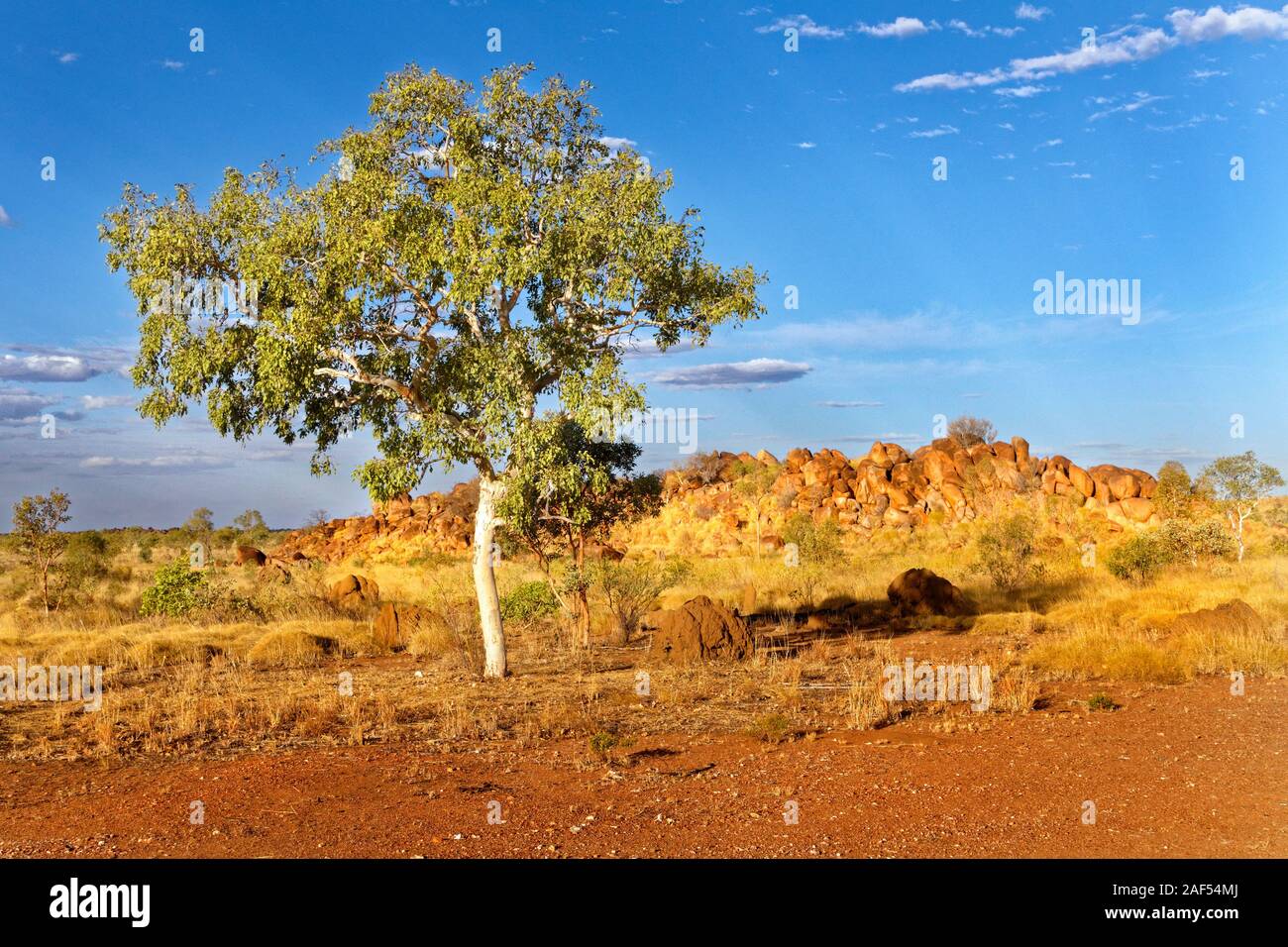 Verde Eucalipto con contesto roccioso, West Kimberley, Australia occidentale Foto Stock