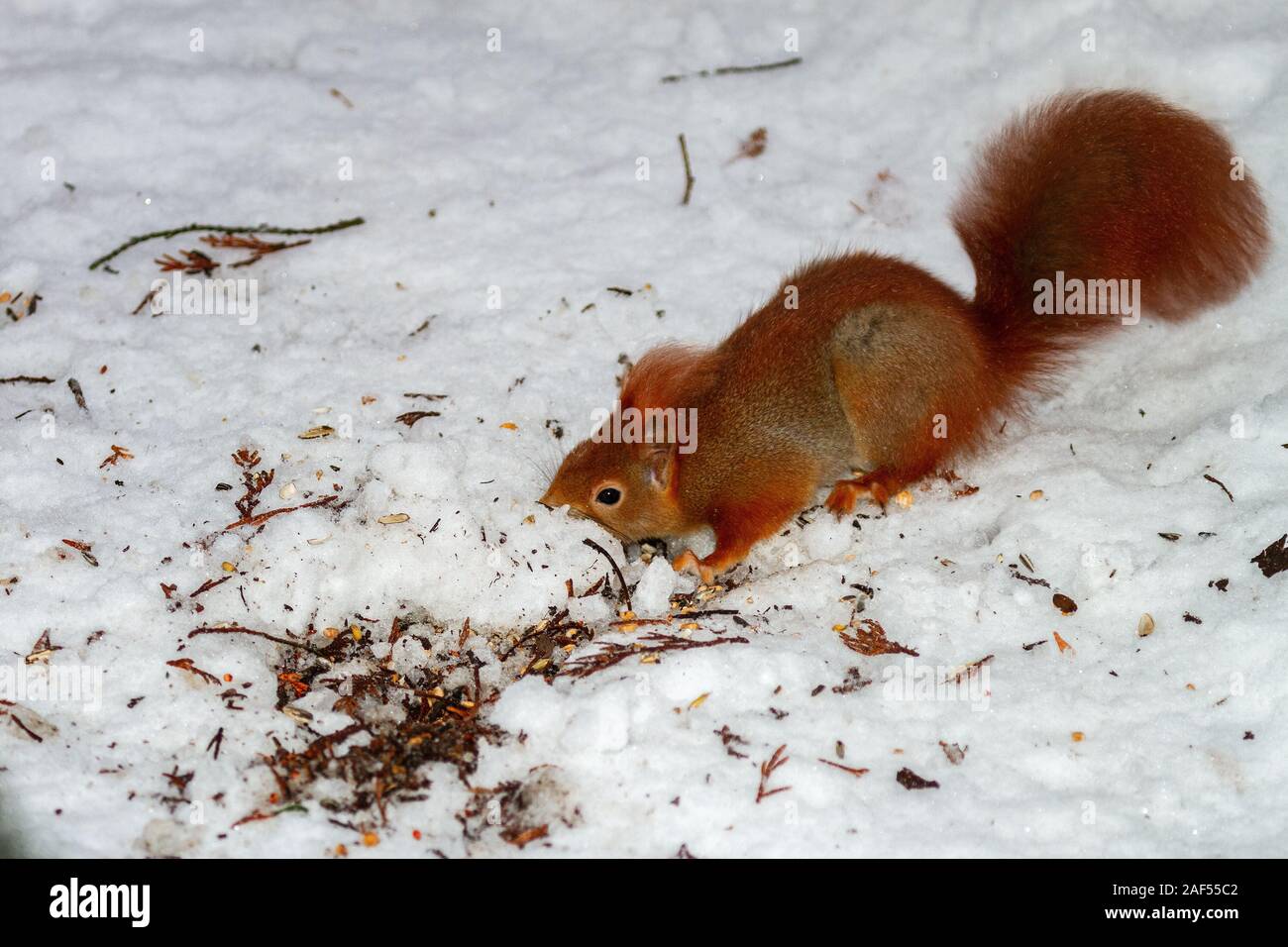 Lo scoiattolo foraggio per il cibo in inverno Foto Stock