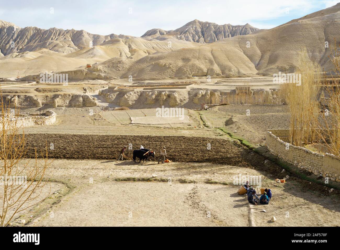 Il Tibetano agli agricoltori che lavorano la terra arida con metodi tradizionali. Lo Manthang, Mustang Superiore regione, Nepal. Foto Stock