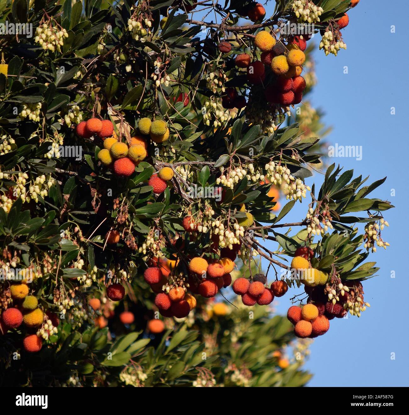 Fiori e frutti lungo Alameda Creek Trail in Union City, California Foto Stock