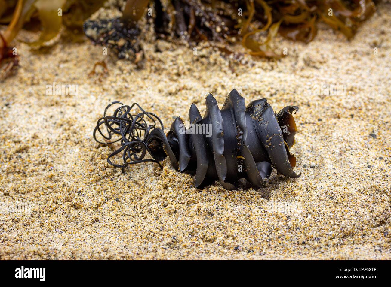 Chiudere fino a spirale di uova di squalo caso dalla famiglia dello squalo Heterodontidae lavato fino attaccato ad alghe trovato sulla spiaggia. Port Jackson squalo, Heterodontus Foto Stock