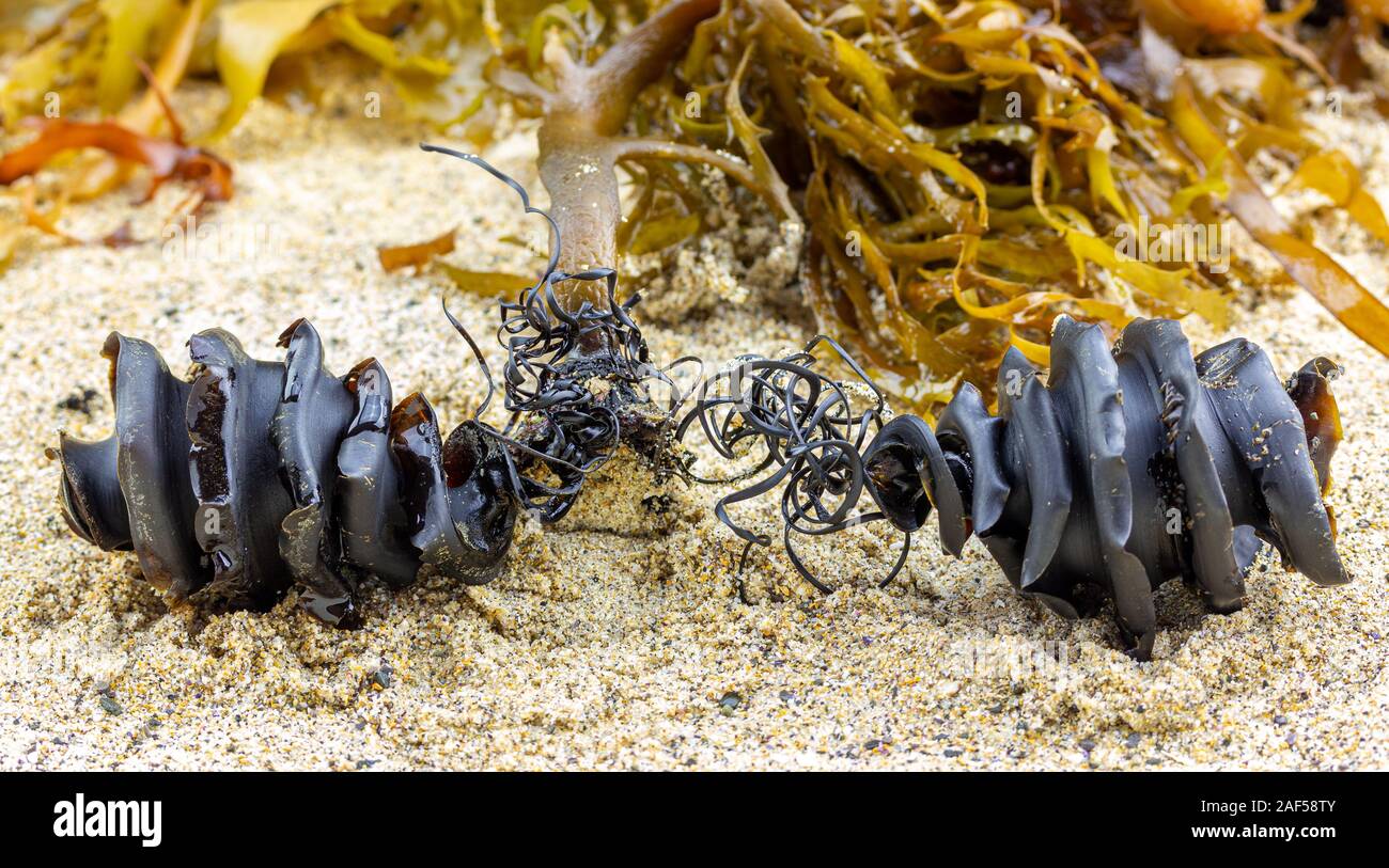 Due spirali di uova di squalo casi dalla famiglia dello squalo Heterodontidae lavato fino attaccato ad alghe trovato sulla spiaggia. Port Jackson squalo, Heterodontus portusj Foto Stock