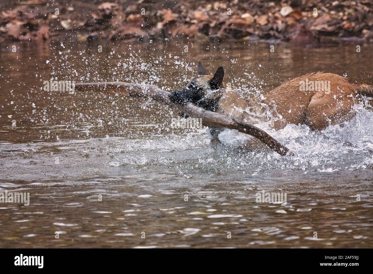 Belga cane Malinois portando un grosso bastone di un fiume Foto Stock