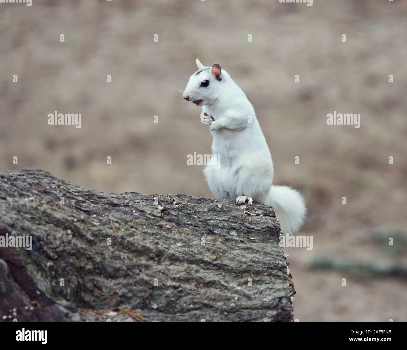 Wild bianco scoiattolo albino seduto su una struttura ad albero Foto Stock