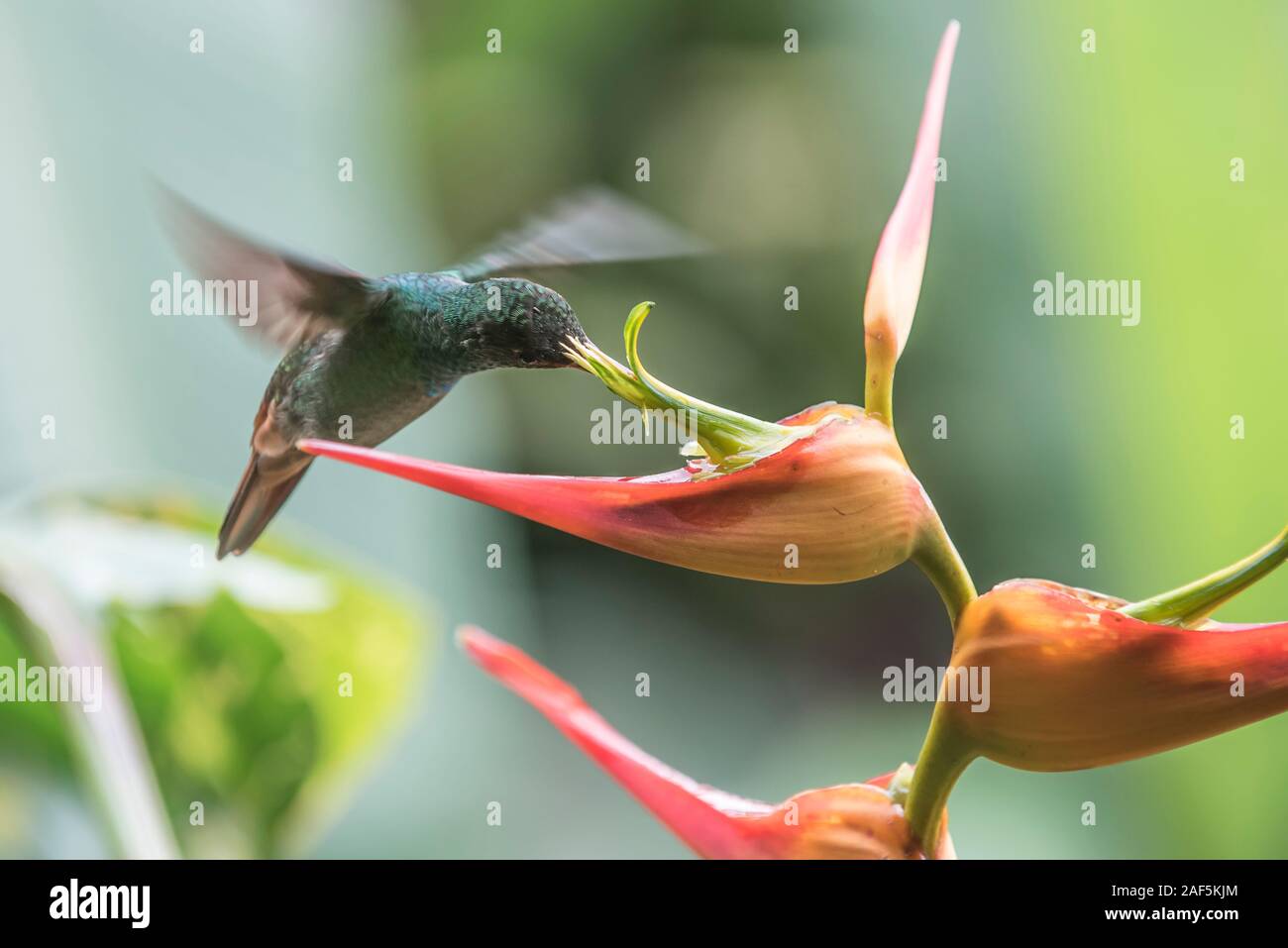 Un tetti-tailed hummingbird su una banana flower in Costa Rica Foto Stock