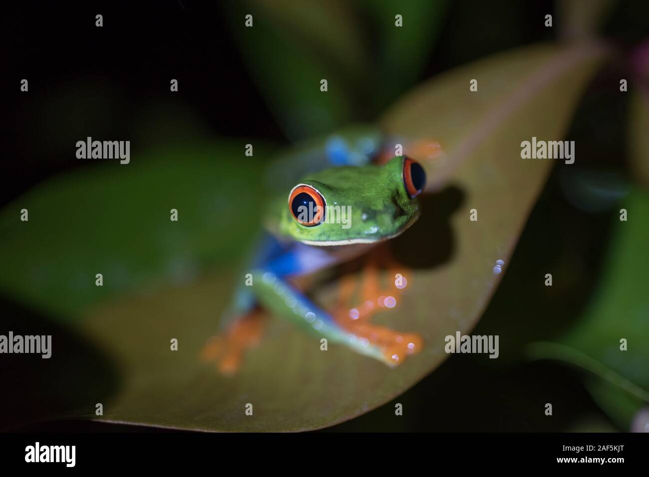 Un rosso-eyed Treefrog su una foglia in Costa Rica. Foto Stock