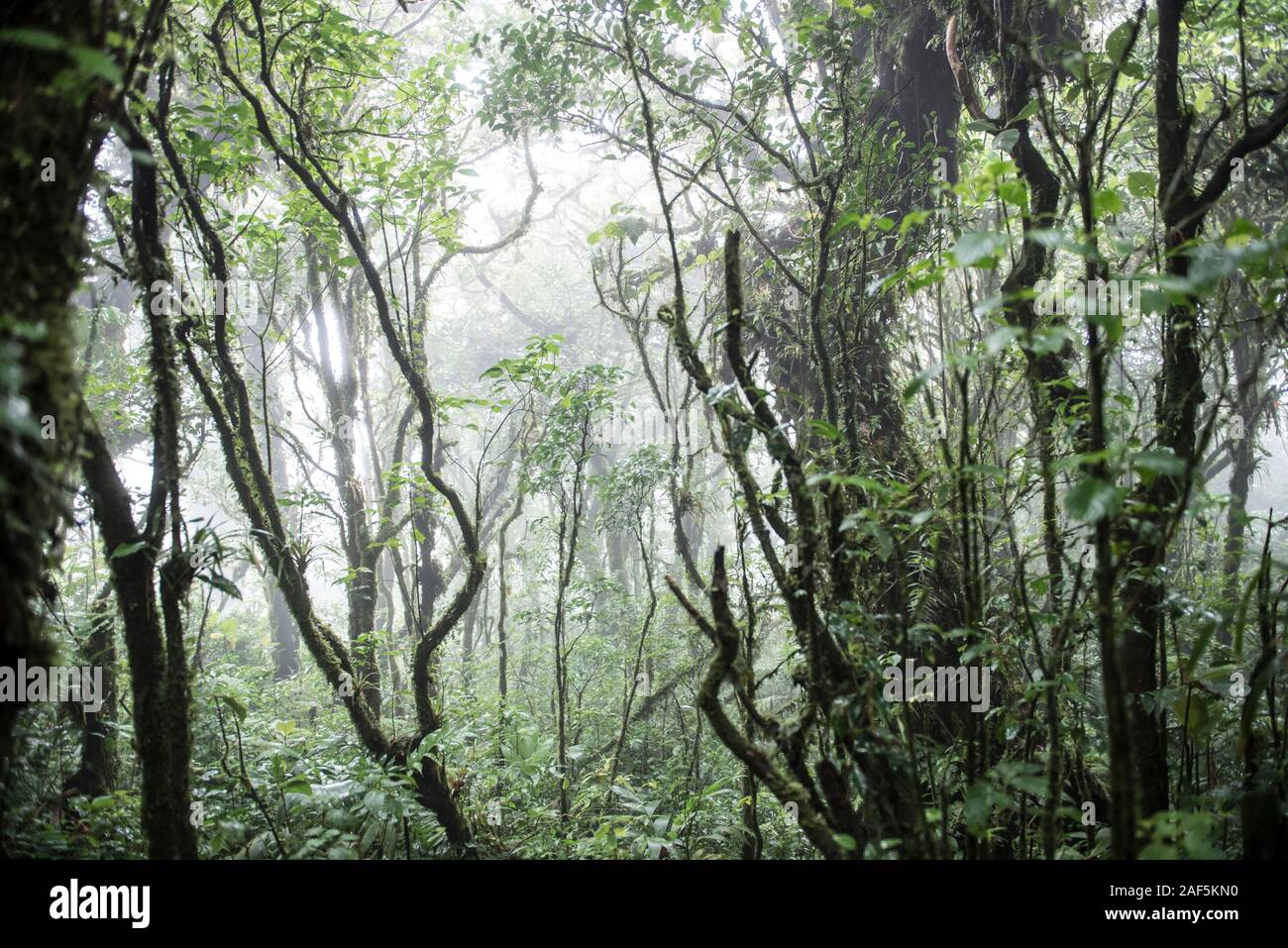La giungla di Monteverde Biological Reserve in Costa Rica Foto Stock
