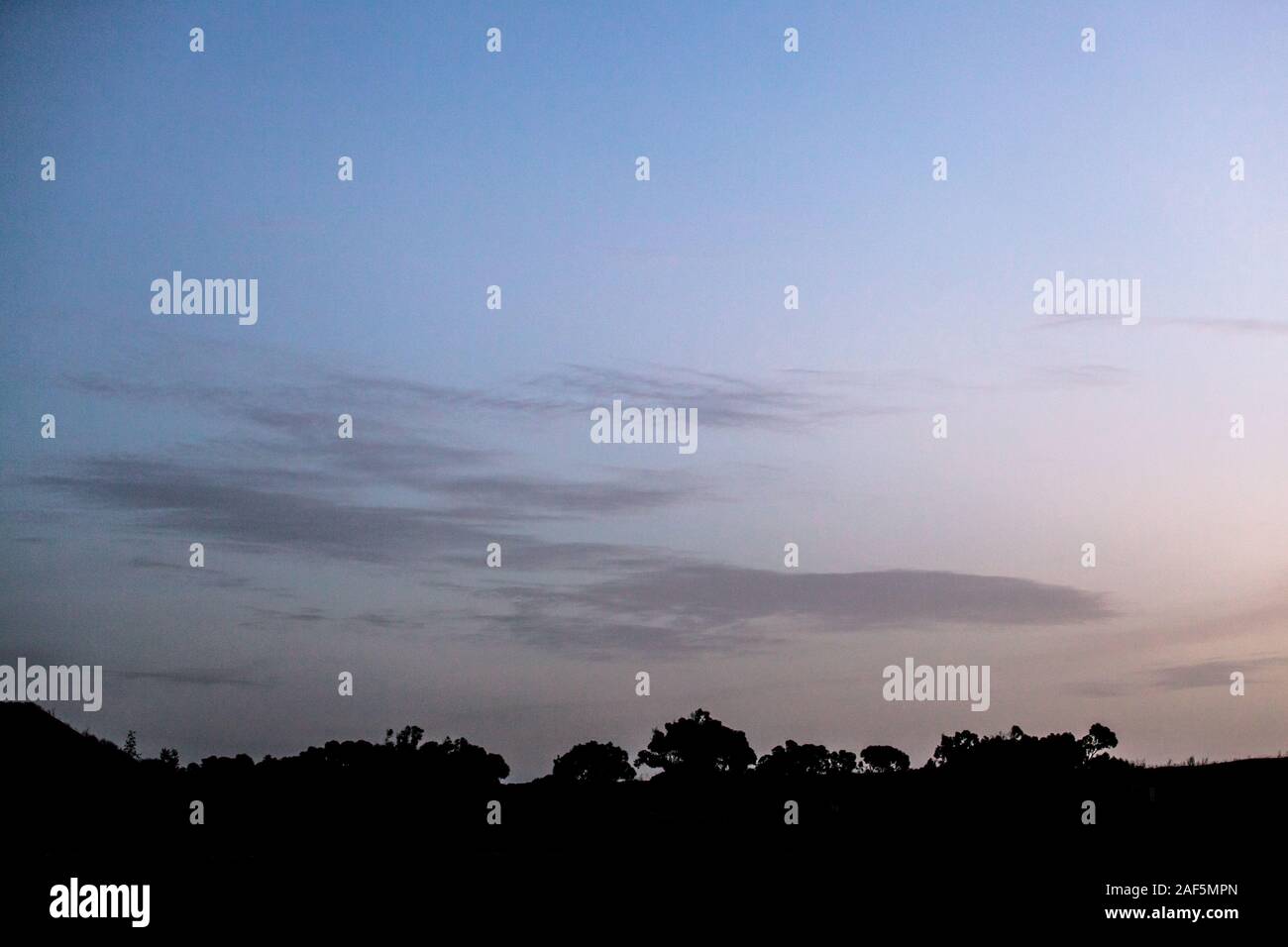 Wispy nuvole all'alba su sagome ad albero Foto Stock