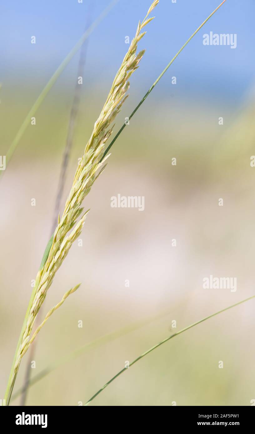 Avon, Outer Banks, North Carolina. Mare di avena (Uniola paniculata) al vento. Foto Stock