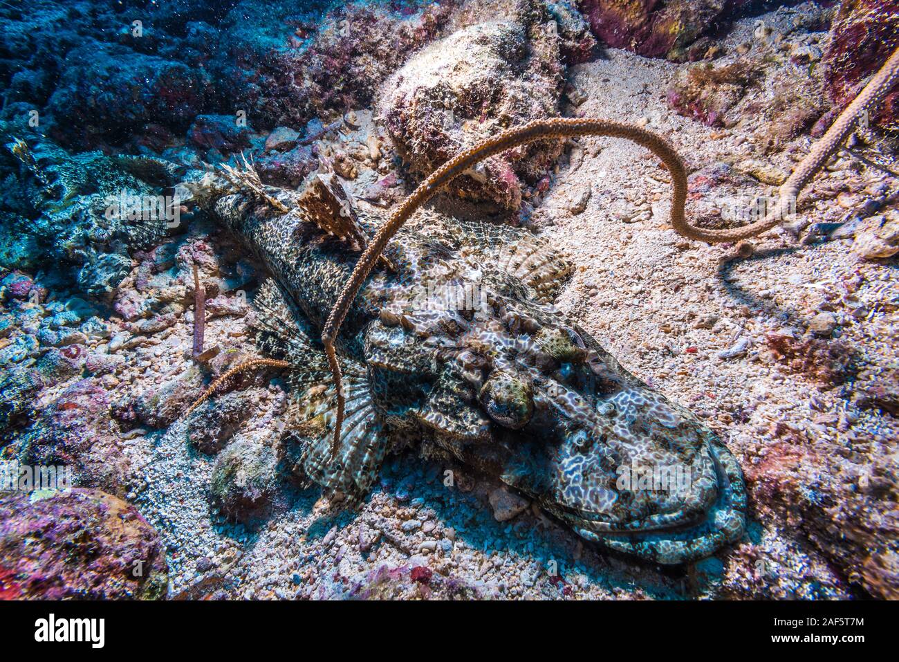 Un Pesce coccodrillo, Cymbacephalus beauforti (Knapp, 1973), che dorme sul letto del mare dove la diffusione di corallo bianco sabbia. Foto Stock