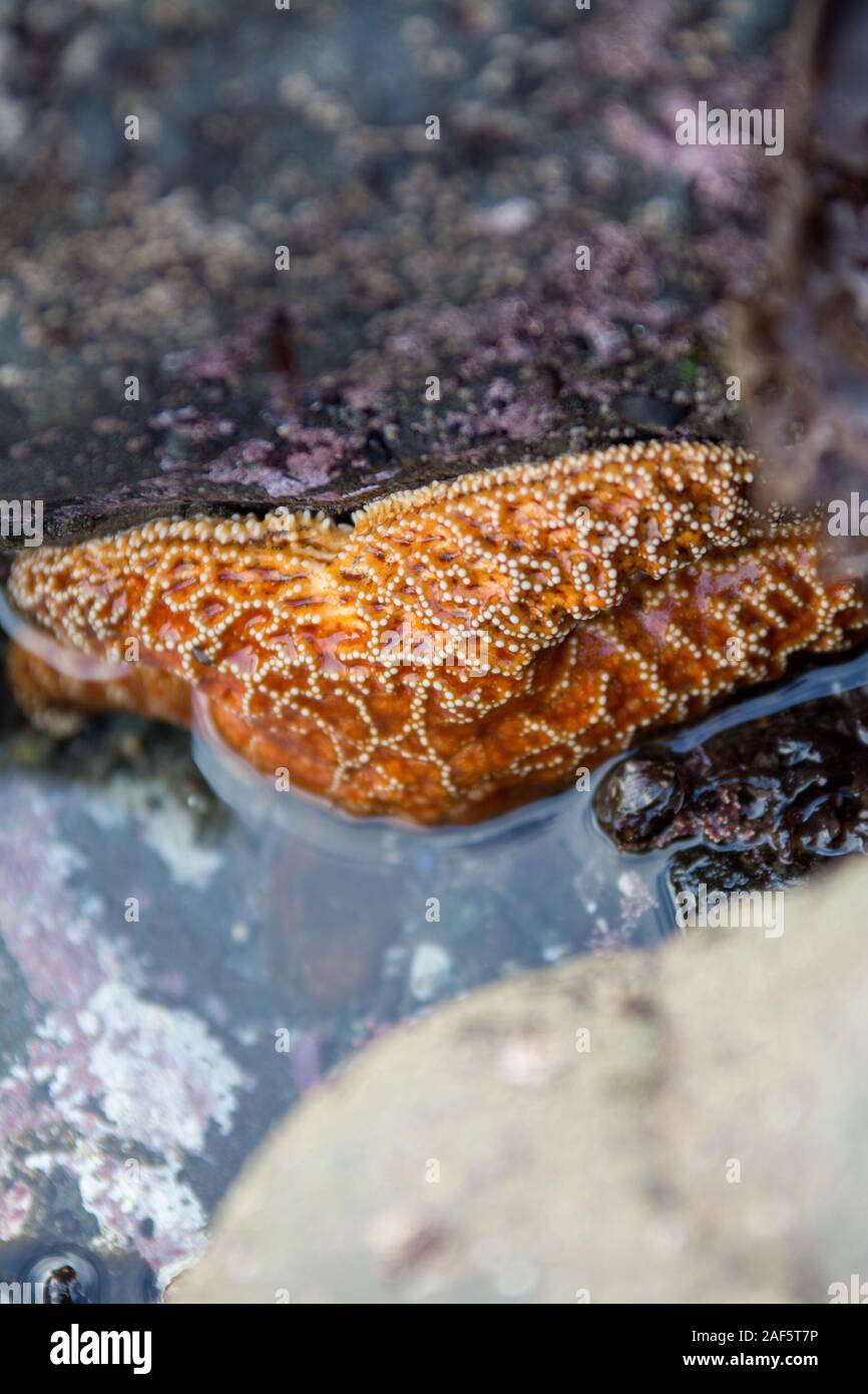 Orange sea star strisciare a metà strada al di fuori dell'acqua di marea piscina Foto Stock