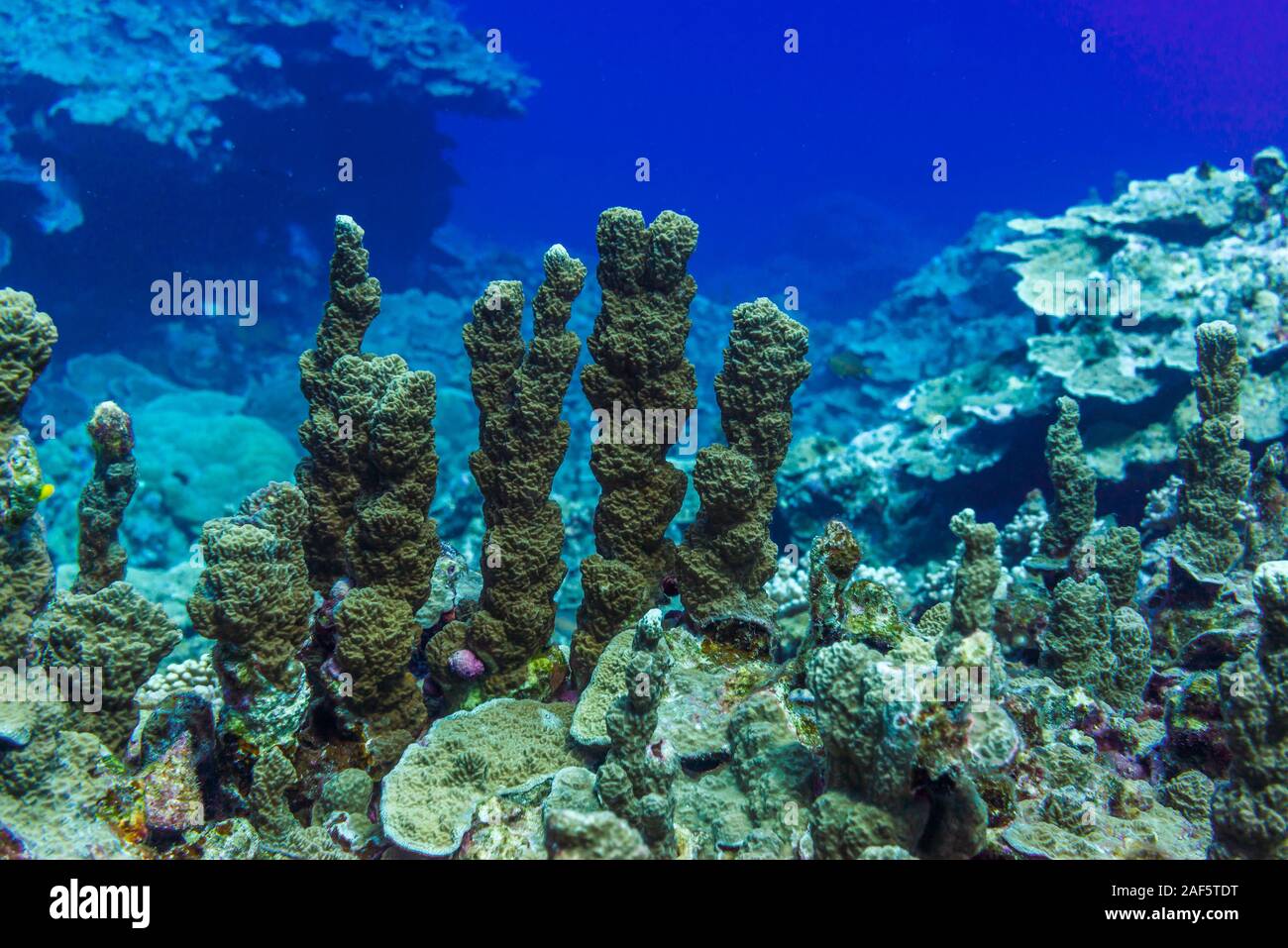 Primo piano di coralli duri. Un piccolo albero-come forma corallo a bordo della laguna rivolta verso l'esterno dell'oceano. Foto Stock