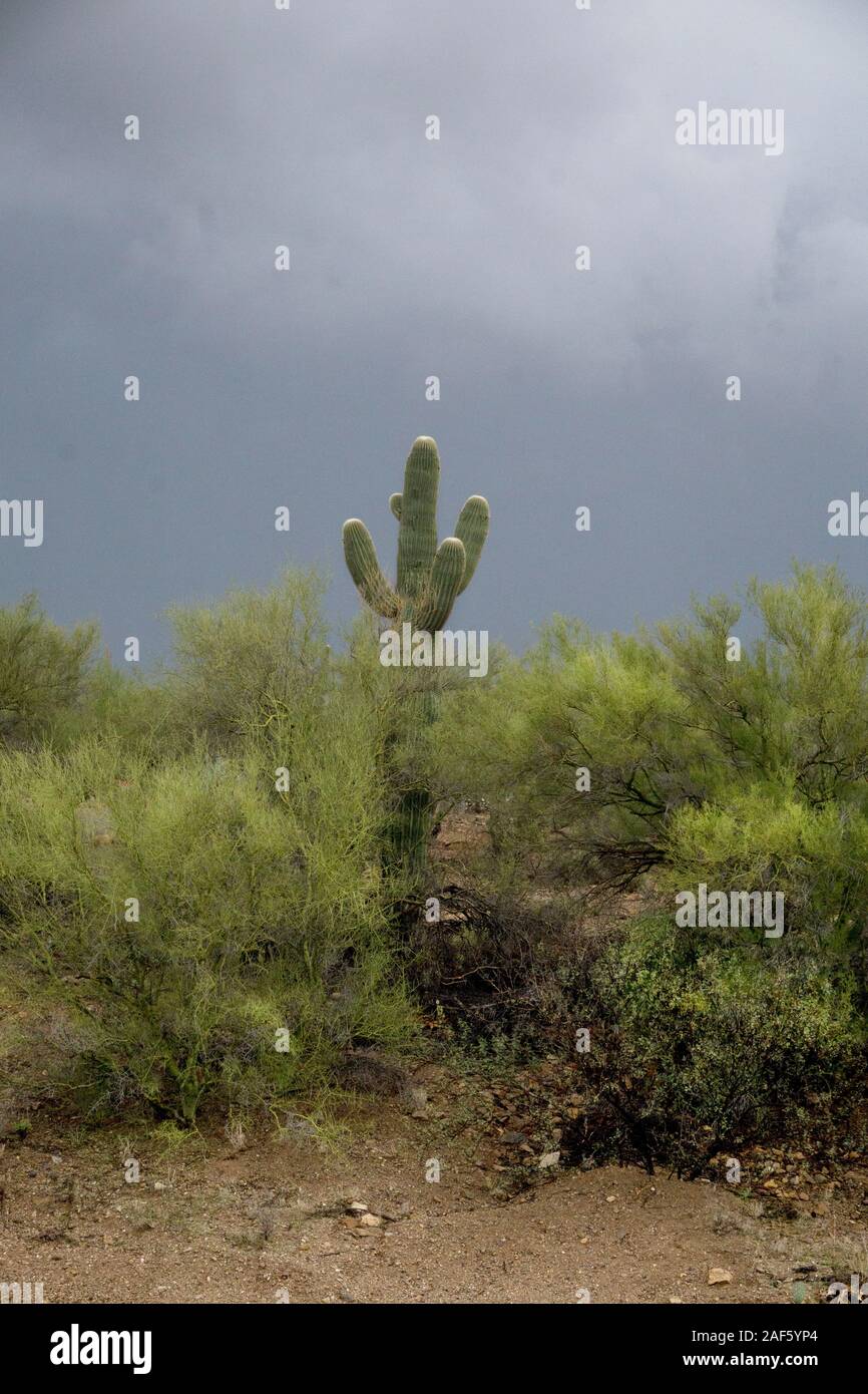 Lone cactus Saguaro e vegetazione nel deserto visto contro una fascia di cielo scuro nella misteriosa luce cupa che mette in guardia contro una tempesta in avvicinamento Tucson in Arizona Foto Stock