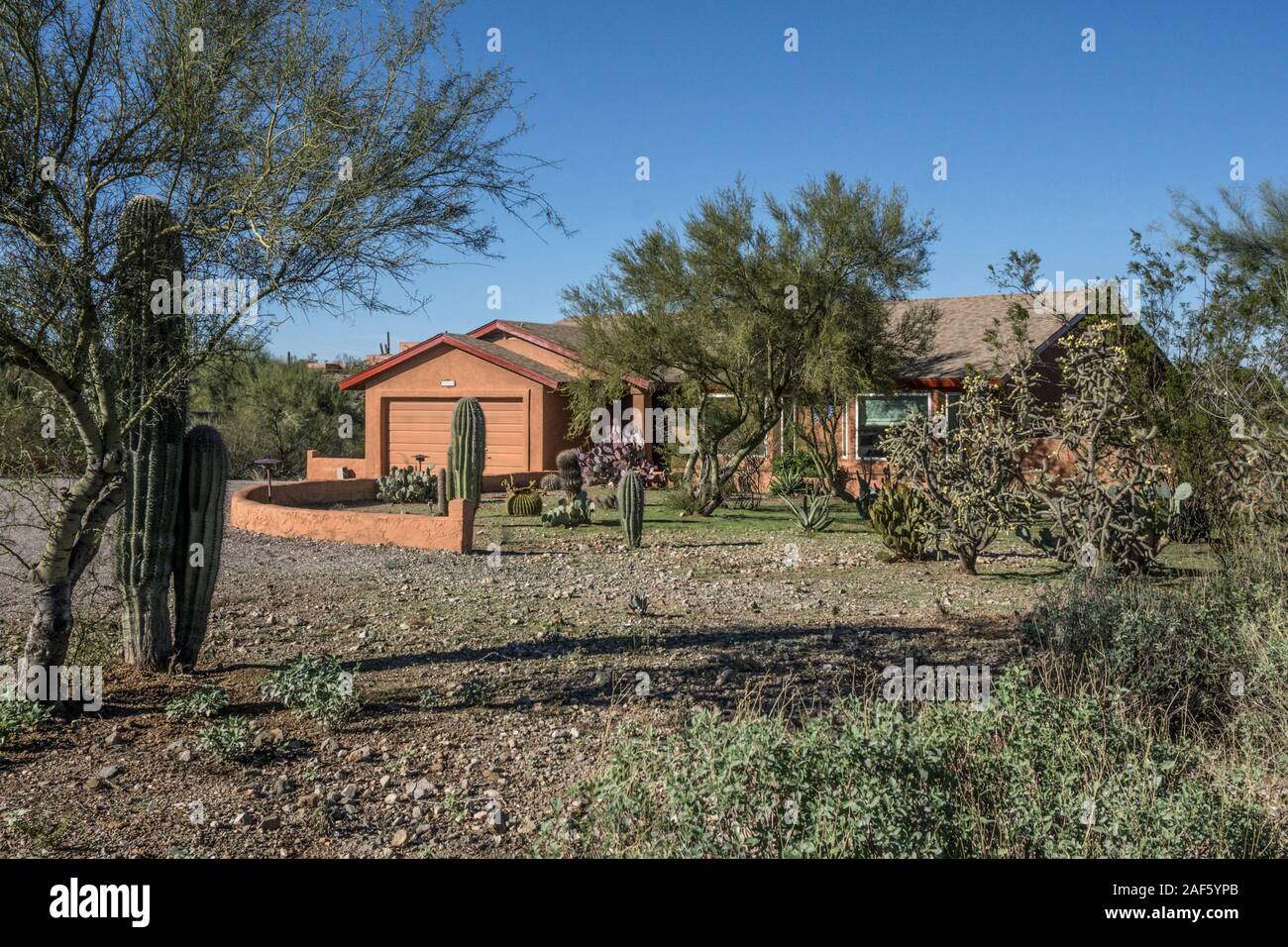 Modesto ma costoso home con stucco esterni dipinti in colori di terra al riparo da un vecchio Palo Verde tree & paesaggistica con piantumazione di deserto Tucson Foto Stock