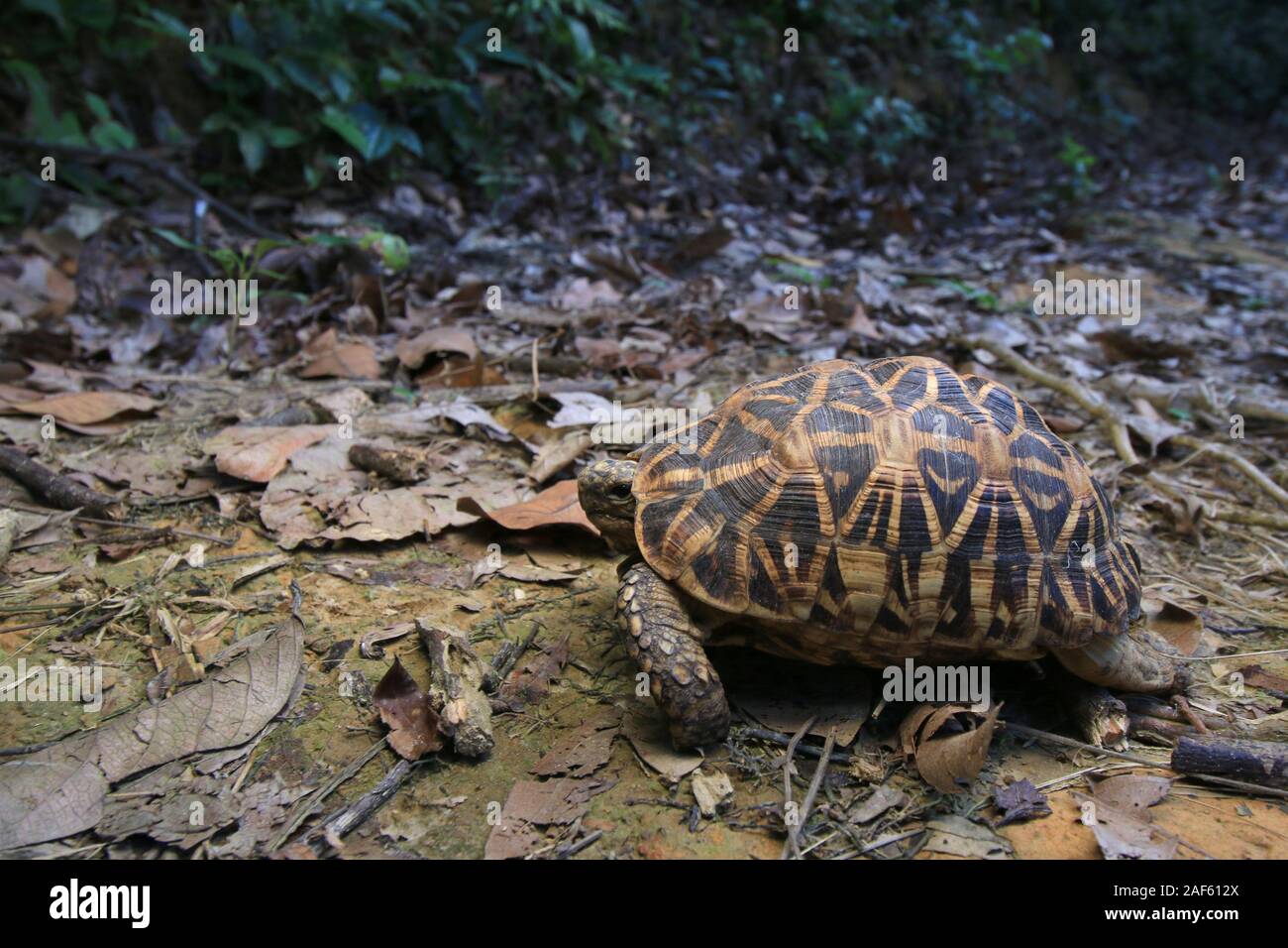 Star indiane tartaruga (Geochelone elegans) roaming intorno Foto Stock