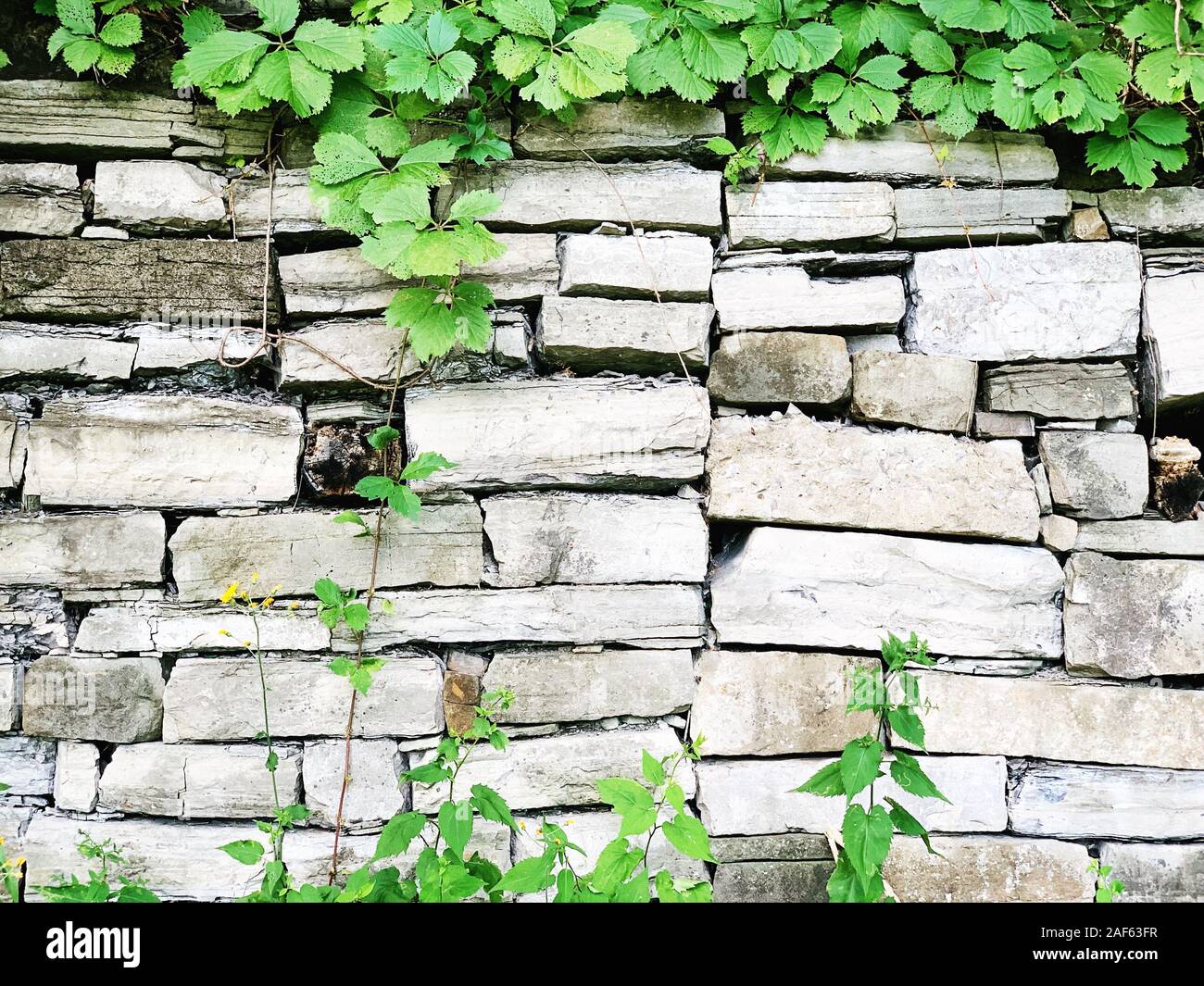 Vista dettagliata del bianco parete in mattoni con piante, Sfondo mattone Foto Stock