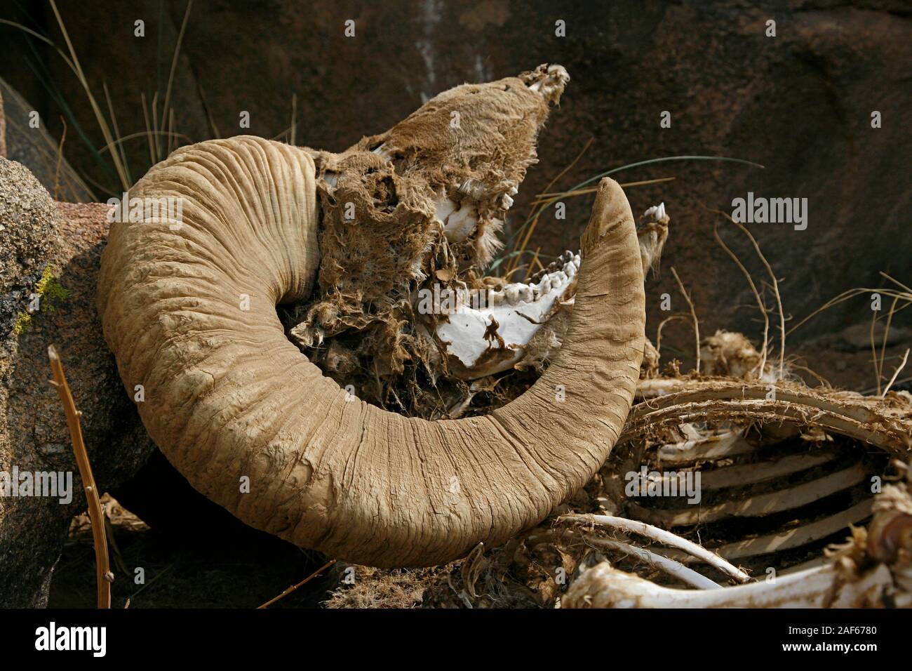 Scull di un maschio Argali (Ovis ammon) Foto Stock