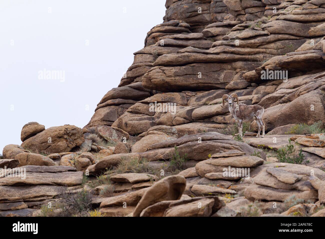 Argali pecore in Ikh Nart Riserva Naturale, Mongolia Foto Stock