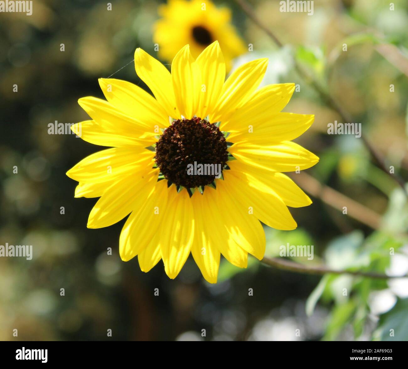 Sun Flower (Helianthus) fresco colore giallo fiore con sfondo sfocato. Foto Stock