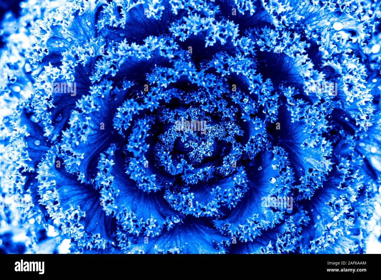 Close-up di fiori ornamentali decorativi cavolo, in latino come Brassica oleracea, in colori blu. Il colore principale tendenza del 2020 anno. Foto Stock