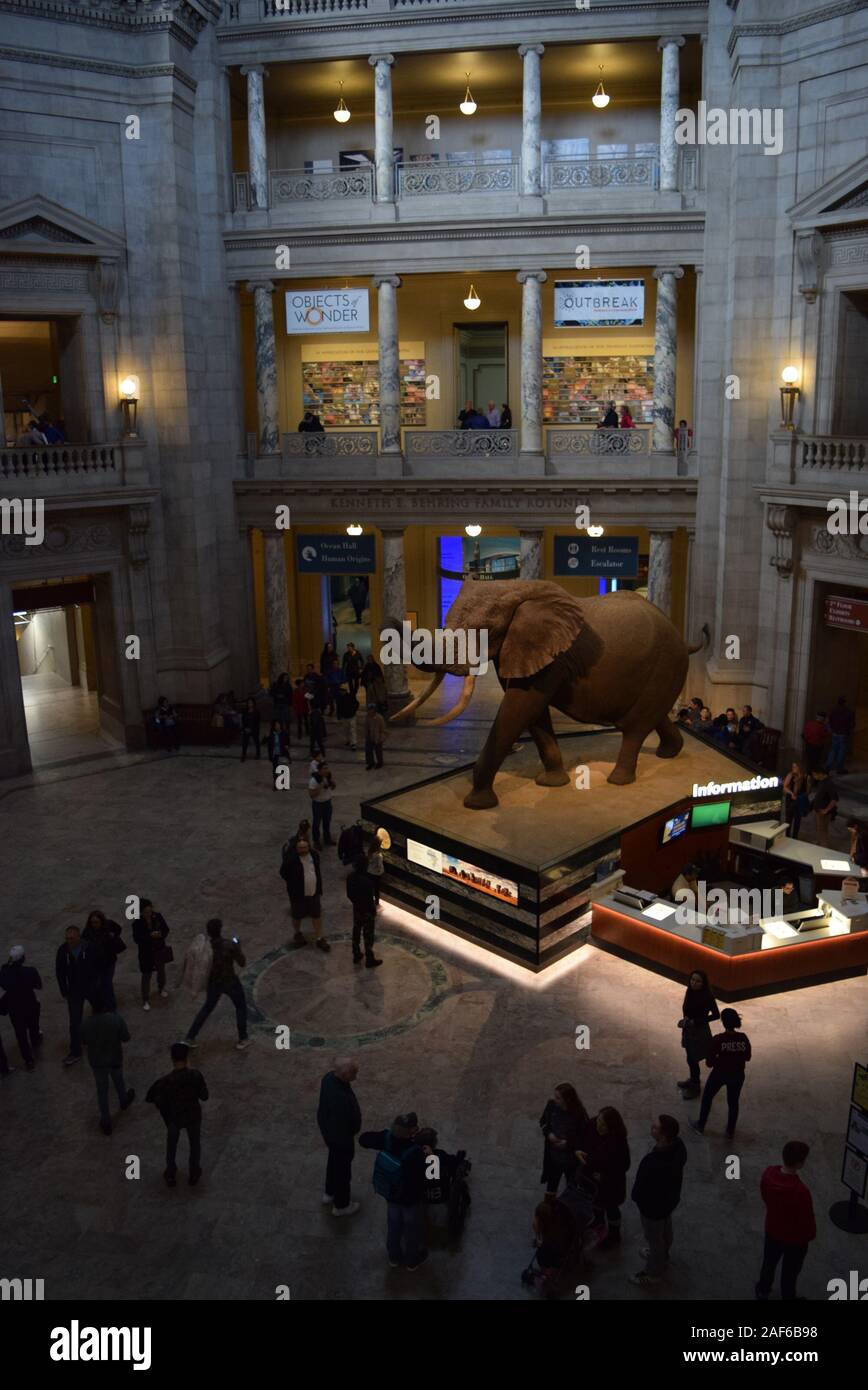 Visualizzazione di visitatori la mostra presso il museo Smithsonian di Storia Naturale, uno dei musei più visitati negli Stati Uniti. Foto Stock
