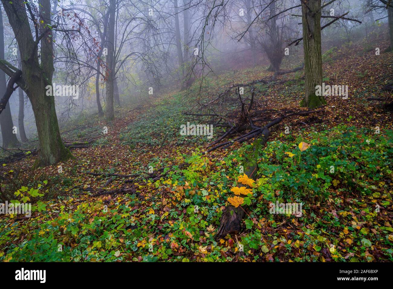 Germania, mistico foresta colorata natura paesaggio di tronchi di alberi e fogliame in autunno di nebbia umore al mattino Foto Stock