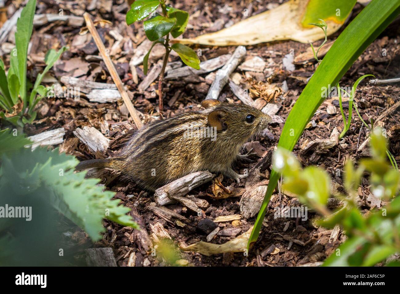 Chiudere fino a quattro strisce di erba--mouse (Rhabdomys pumilio) camminando sulla terra tra erba e altre piante, Sud Africa Foto Stock