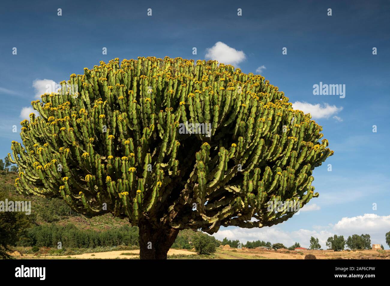 Etiopia, Tigray, Axum (Aksum), Abalanicos, Euphorbia candelabro, candelabri tree Foto Stock