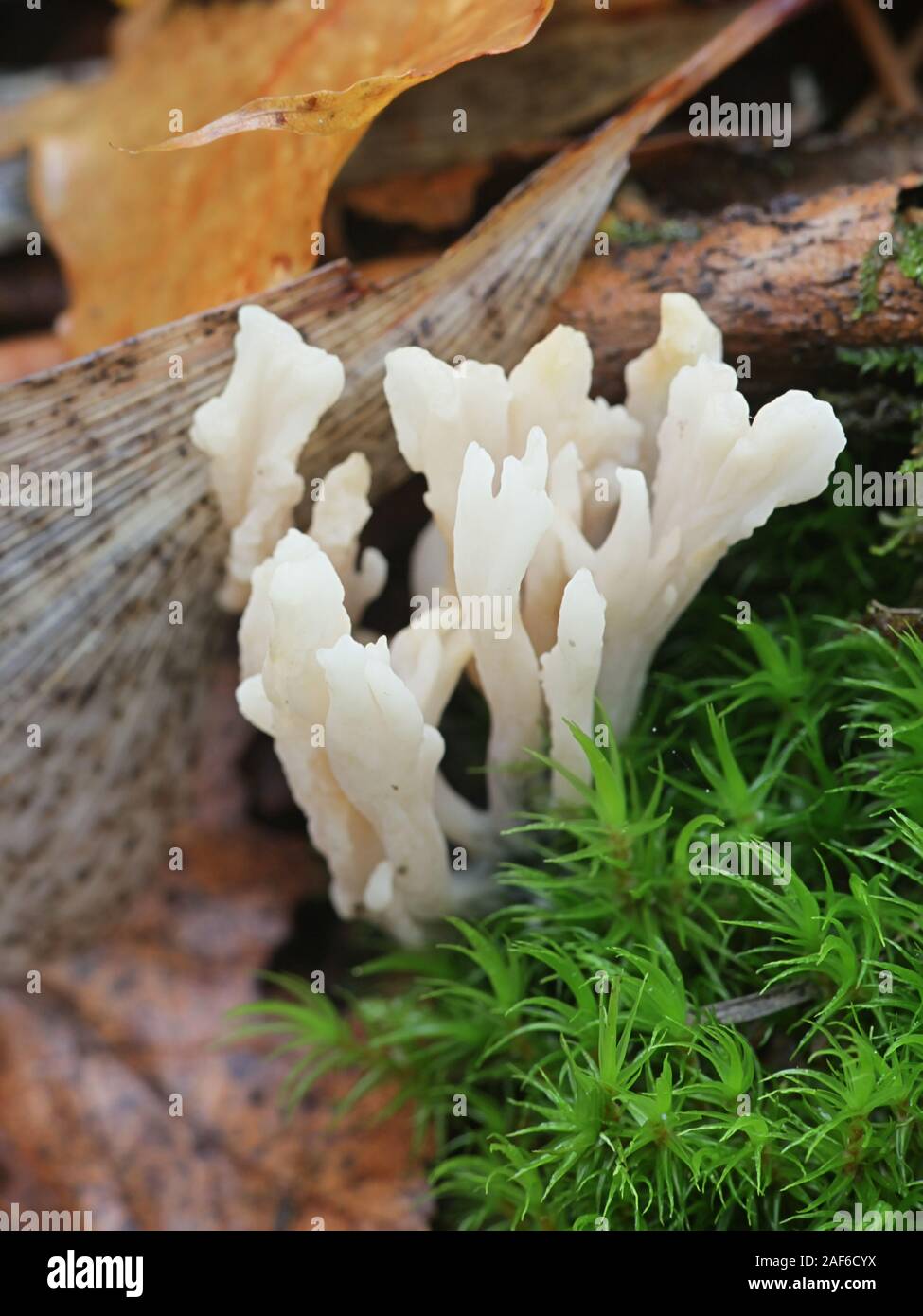 Clavulina rugosa, noto come il corallo rugosa di fungo, di funghi da Finlland Foto Stock