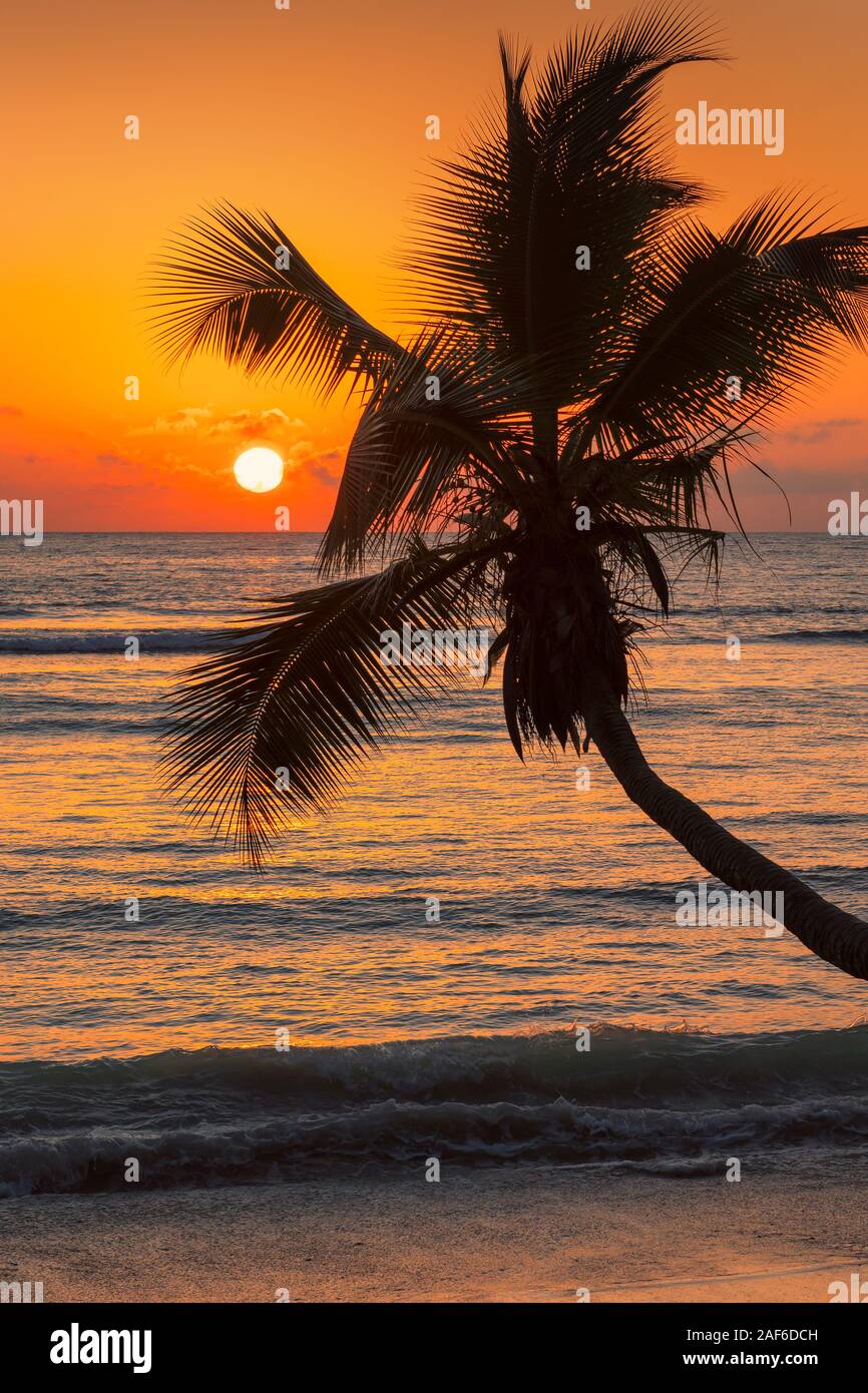 Palma da cocco al tramonto sulla spiaggia Caraibica Foto Stock
