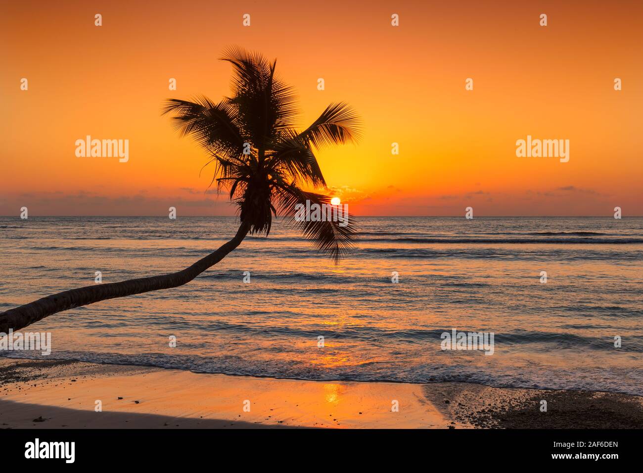 Palma da cocco al tramonto sulla spiaggia Caraibica Foto Stock