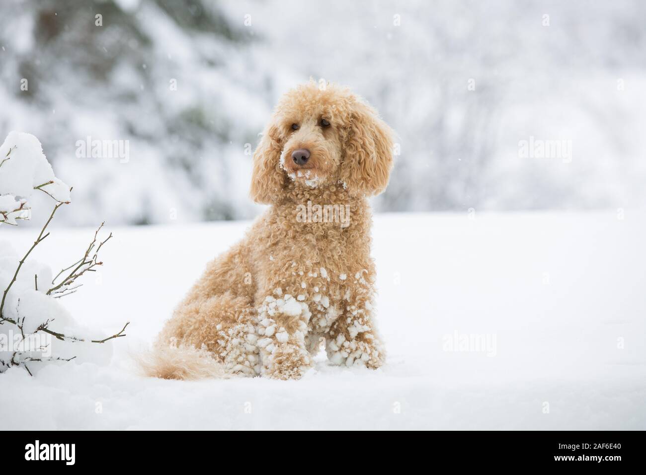 Giovani barboncino albicocca ponendo al di fuori nella neve. Ritratto di cute barboncino albicocca nel magnifico paesaggio invernale, Weissensee, Alpi austriache, Austria Foto Stock