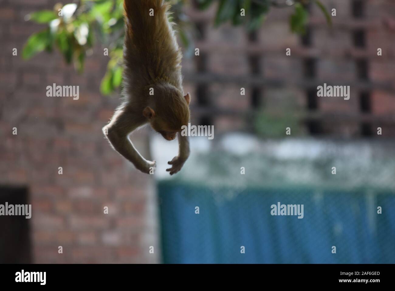 Bambino asiatico Monkey appeso a un albero Foto Stock