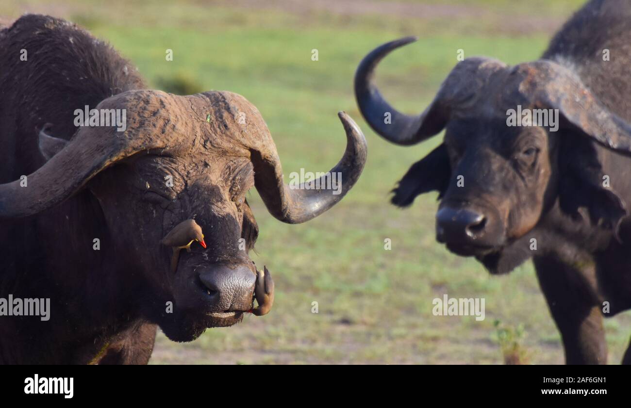Buffalo dagga ragazzi guardando la telecamera in Manyara National Park Foto Stock