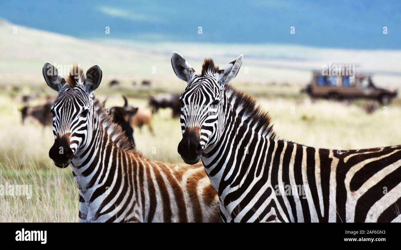 Ritratto di uno struzzo Masaai nel Serengeti Foto Stock