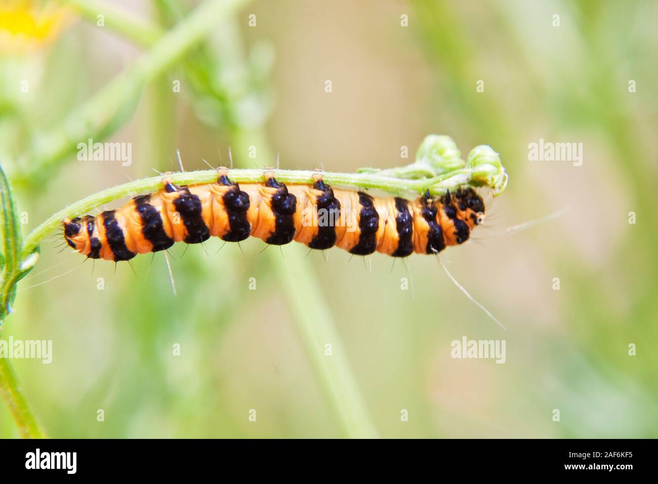 Close up di un cinabro moth caterpillar su una pianta di erba tossica Foto Stock