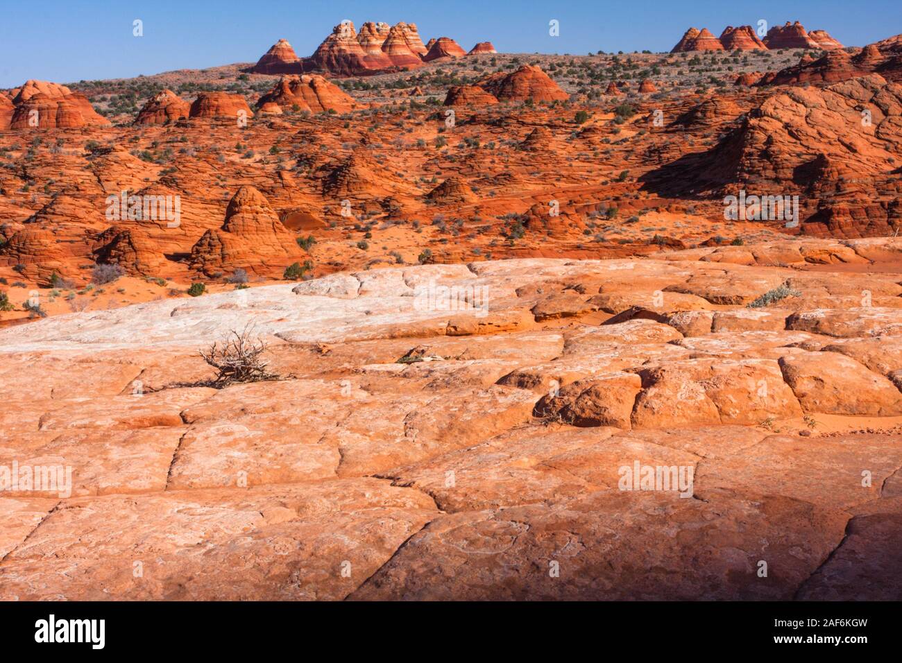 Il selvaggiamente paesaggio variegato di North Coyote Buttes. Foto Stock