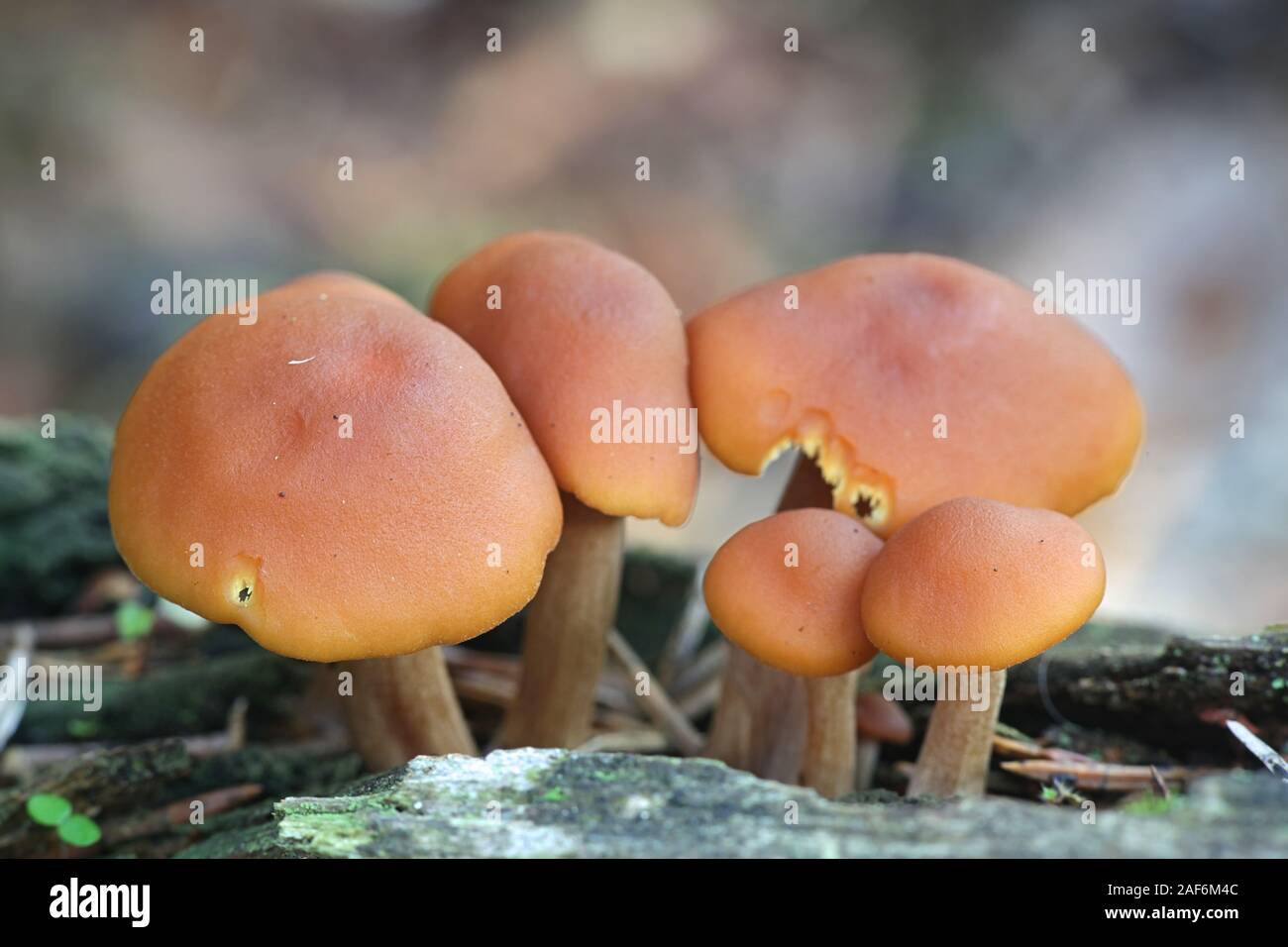 Gymnopilus penetrans, noto come comuni Rustgill, funghi selvatici dalla Finlandia Foto Stock