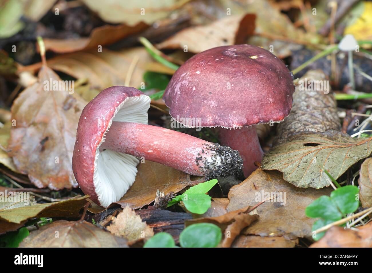 Russula queletii, noto come l'uva spina russula, funghi selvatici dalla Finlandia Foto Stock