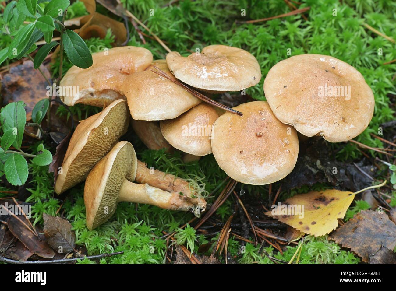 Suillus bovinus, noto come vacca o fungo bolete bovina, funghi commestibili dalla Finlandia Foto Stock