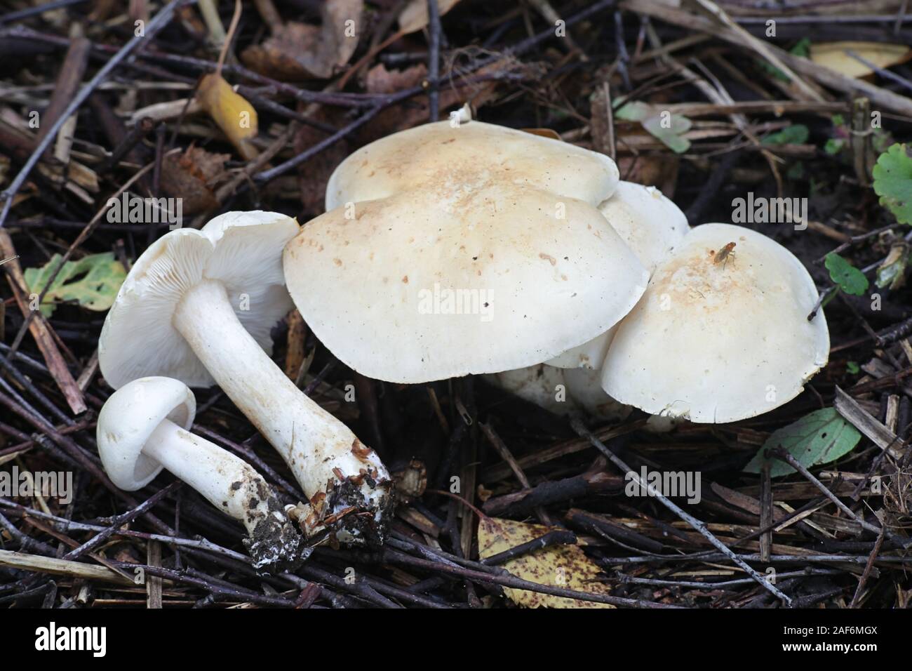 Tricholoma stiparophyllum, noto come il cavaliere chimica fungo, funghi selvatici dalla Finlandia Foto Stock